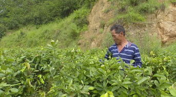 这种天然饮料你喝过吗 攀枝花一农户成功种植野生甜茶,已年入20万元
