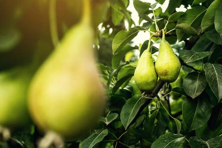 梨,作物健康有机梨.多汁可口梨的自然背景照片