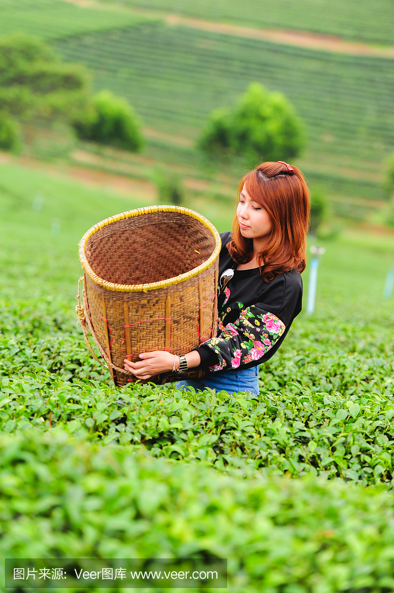 亚洲美女采摘茶叶种植园,生活理念
