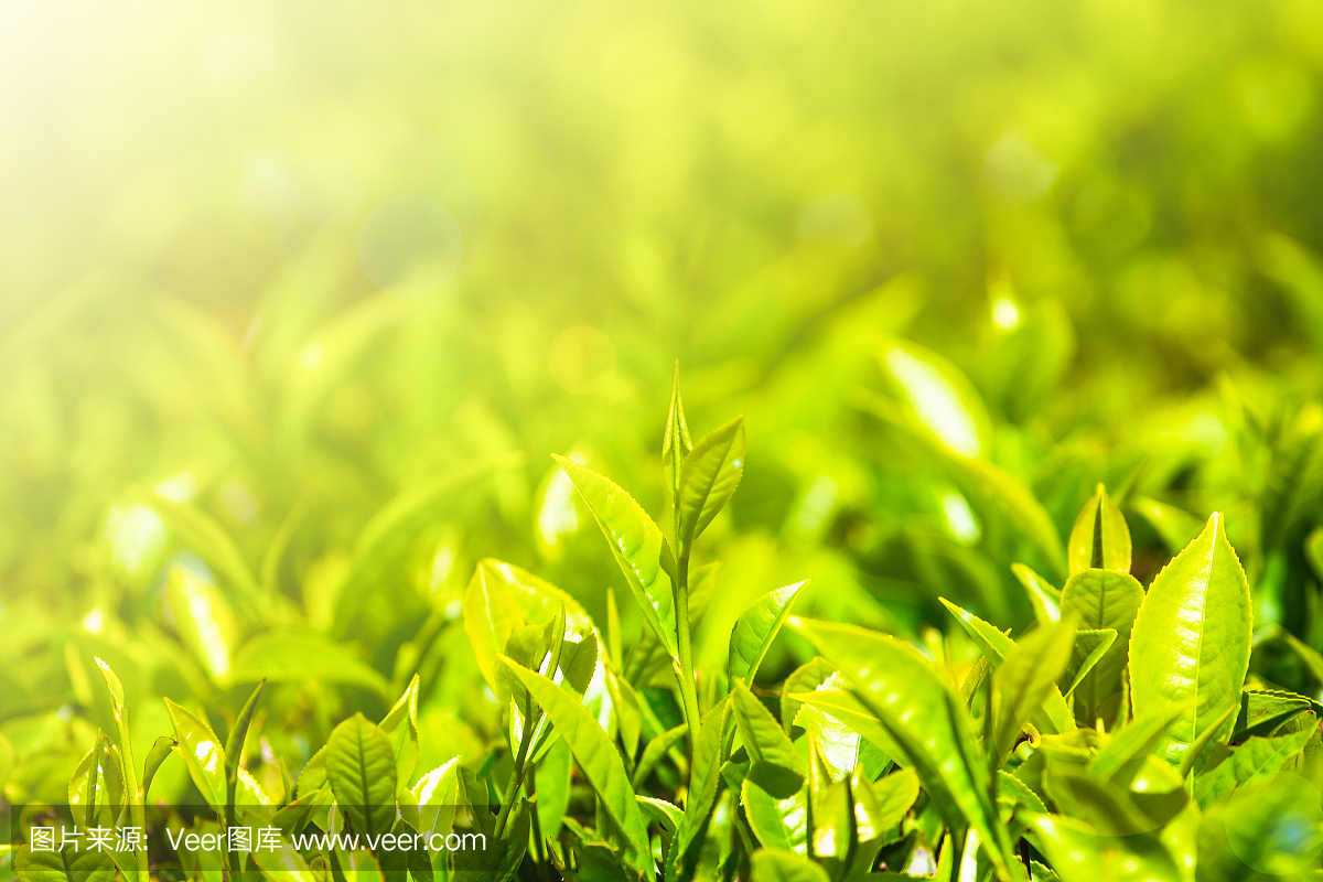 阳光下种植园里的茶叶。斯里兰卡。