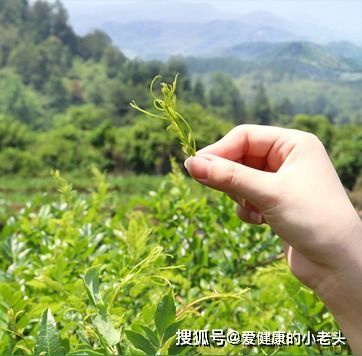 山货推荐 助力藤益生来凤藤茶