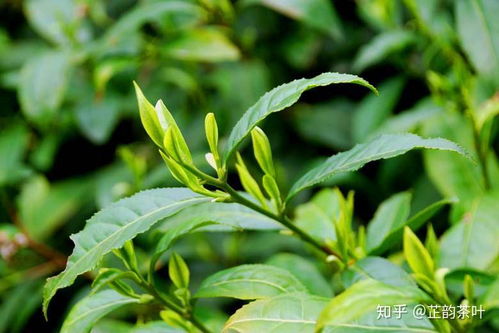 啜苦咽甘茶品佳,茶叶区别于其他植物主要在于咖啡碱,及它的功效