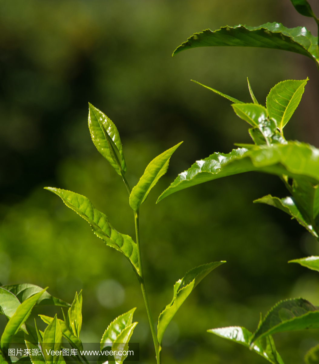 近距离观察山上的绿茶叶子