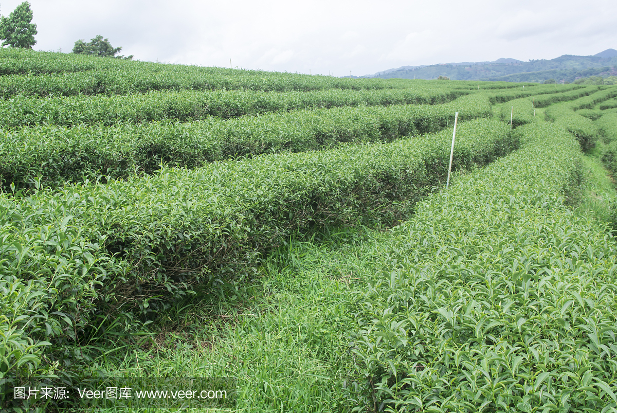 山上的茶园