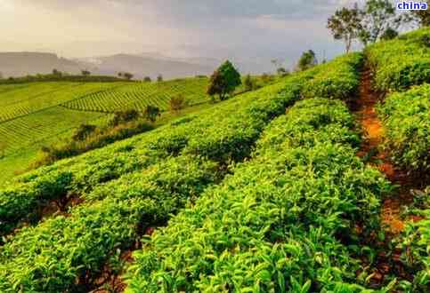 普洱茶的种植条件:环境、土、气候等影响因素解析