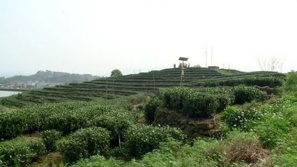 今天,联合国粮农组织中国碳中和茶松阳试验基地揭牌