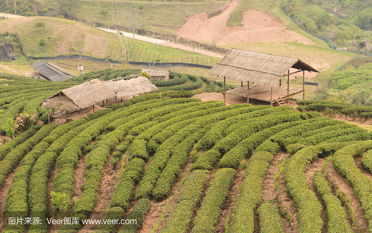 山上的茶园。